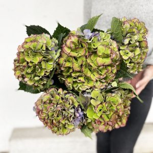 Hortensia automnal
