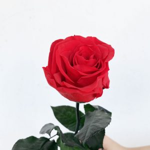 Rose éternelle rouge